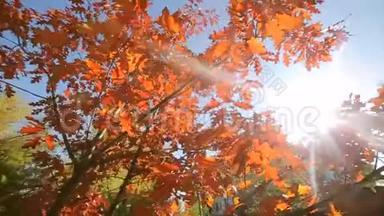 秋天公园有红叶，红叶在<strong>阳光</strong>明媚的日子。 <strong>阳光</strong>透过树叶. 这就是